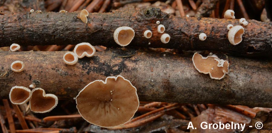 Auriculariopsis ampla (Schizophyllum amplum)