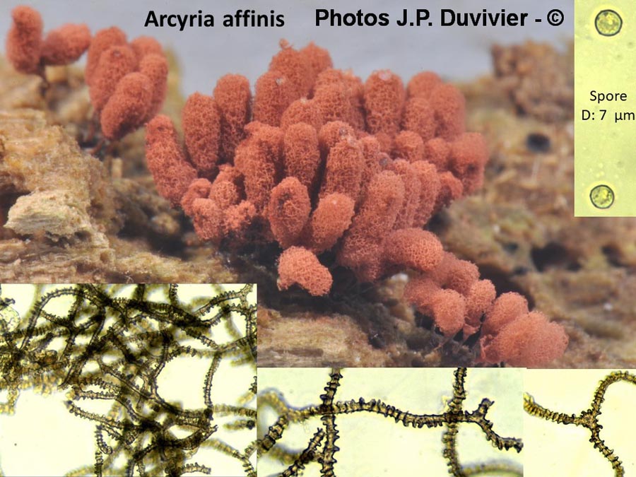 Arcyria affinis