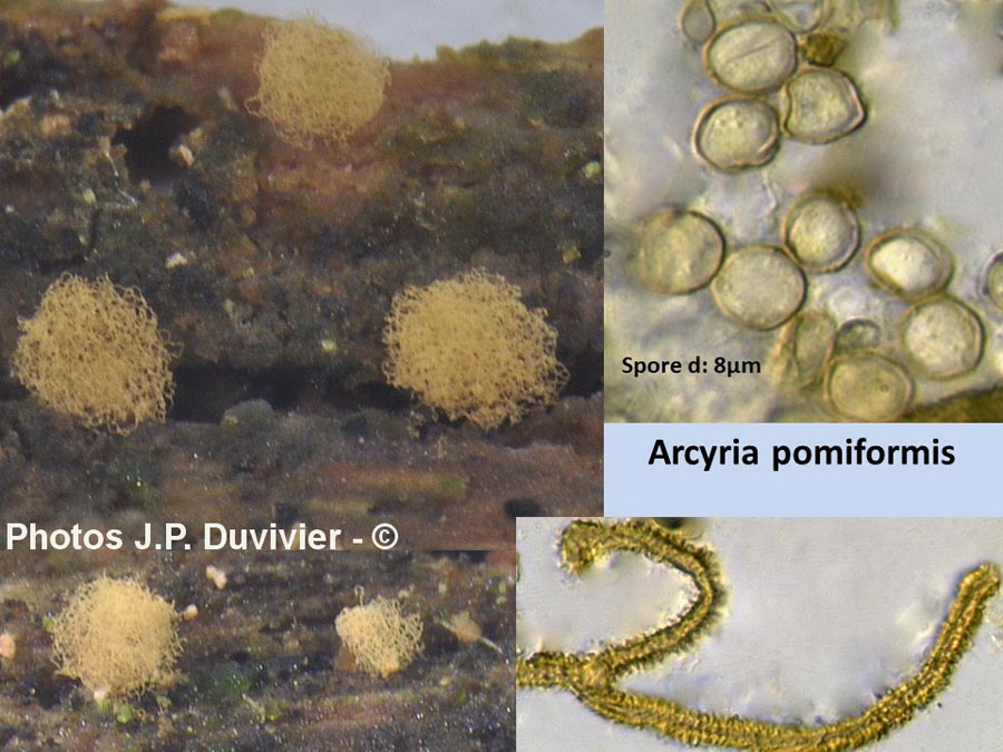 Arcyria pomiformis