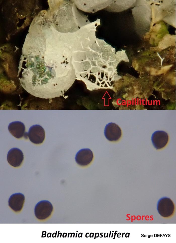 Badhamia capsulifera