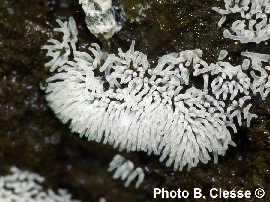 Ceratiomyxa fruticulosa