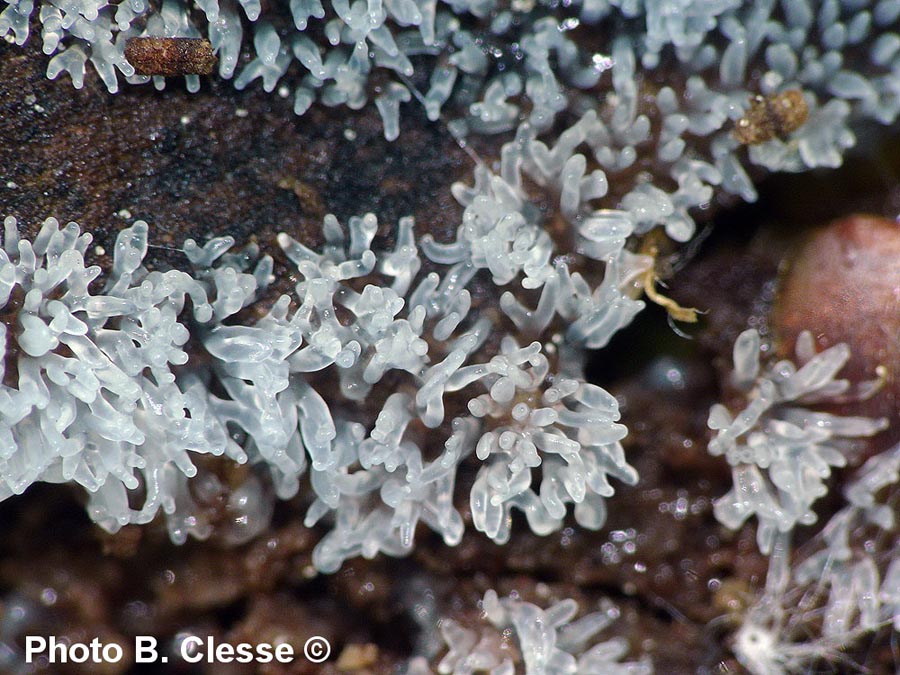 Ceratiomyxa fruticulosa