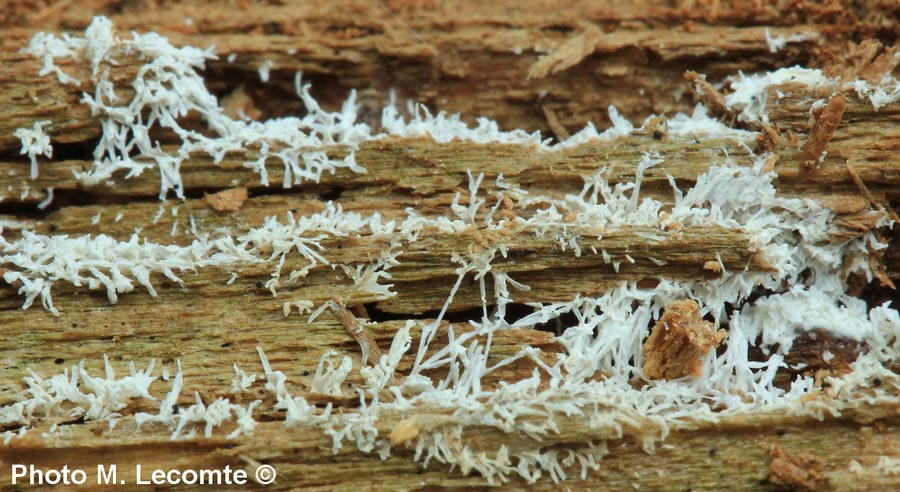 Ceratiomyxa fruticulosa