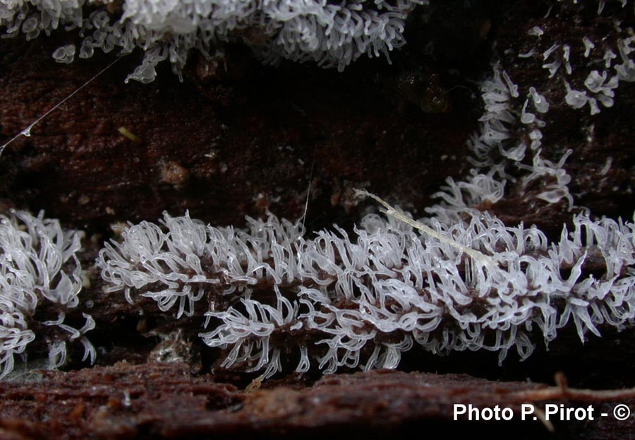 Ceratiomyxa fruticulosa