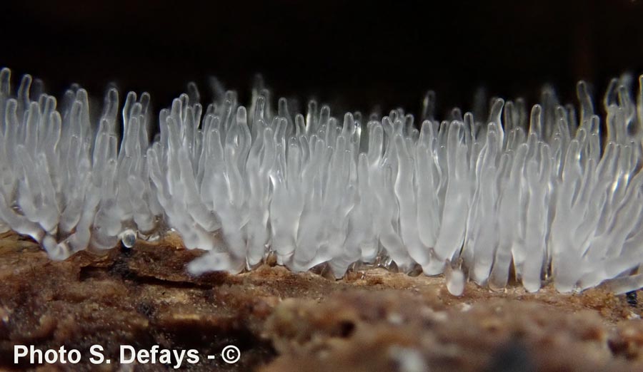 Ceratiomyxa fruticulosa