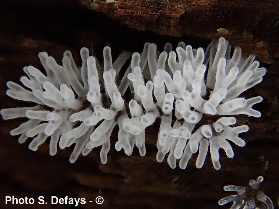 Ceratiomyxa fruticulosa