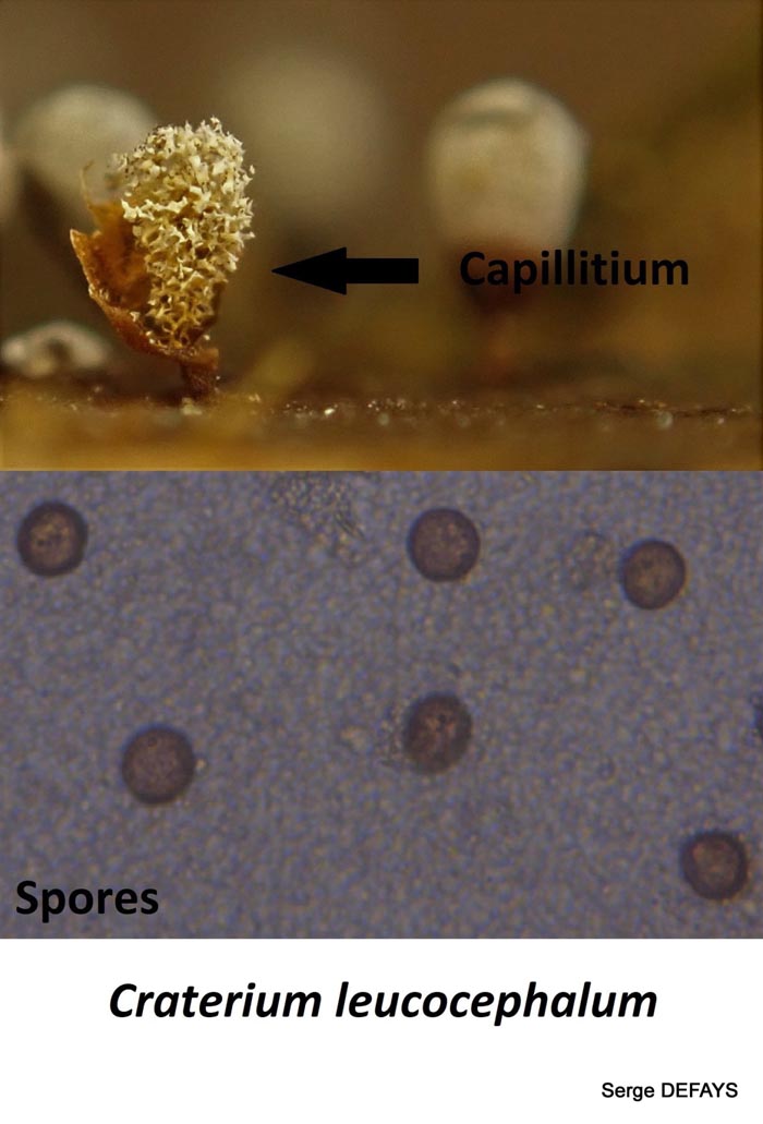 Craterium leucocephalum