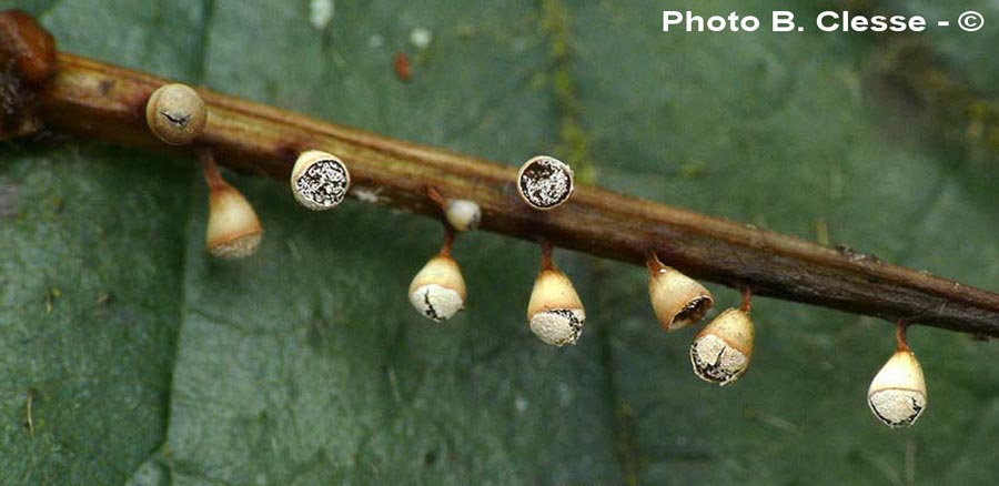 Craterium minutum