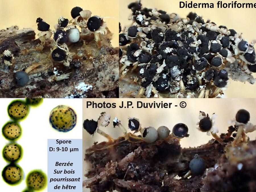 Diderma floriforme