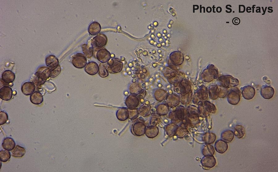 Diderma hemisphericum