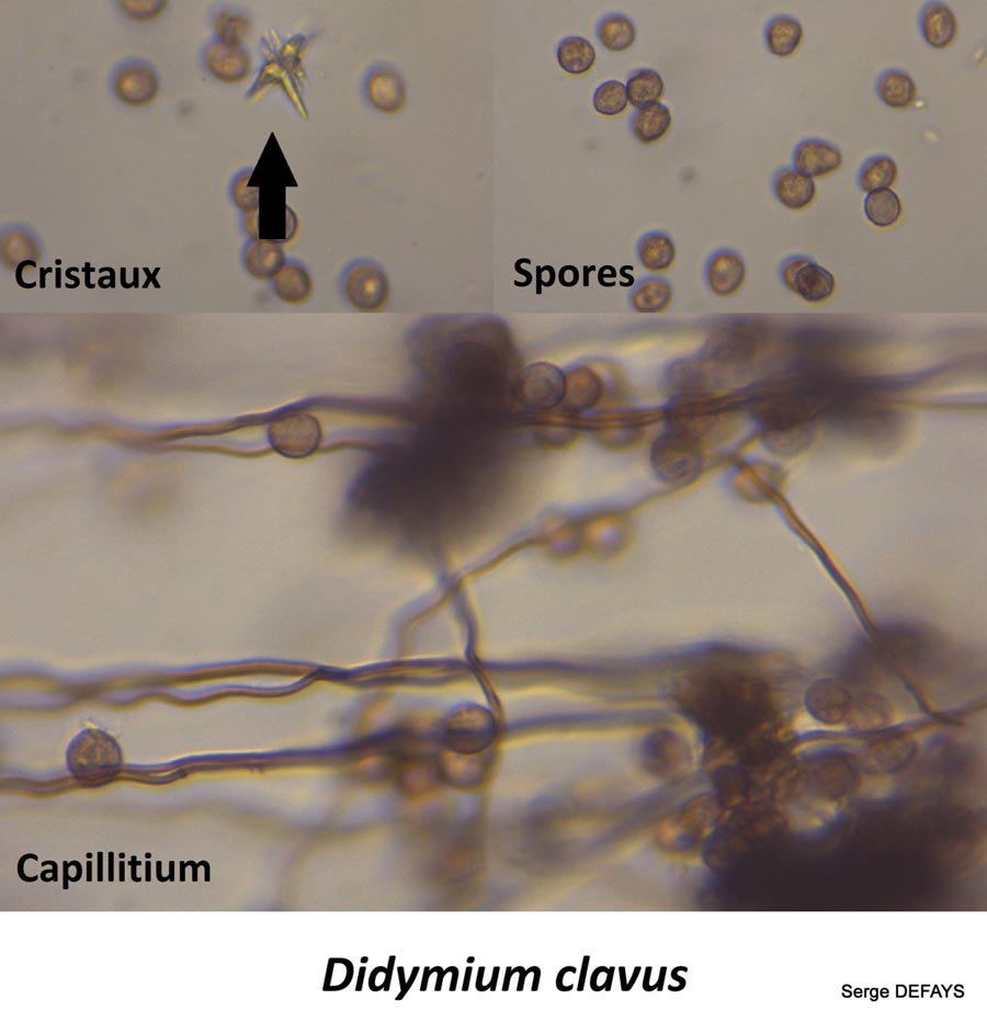 Diderma floriforme