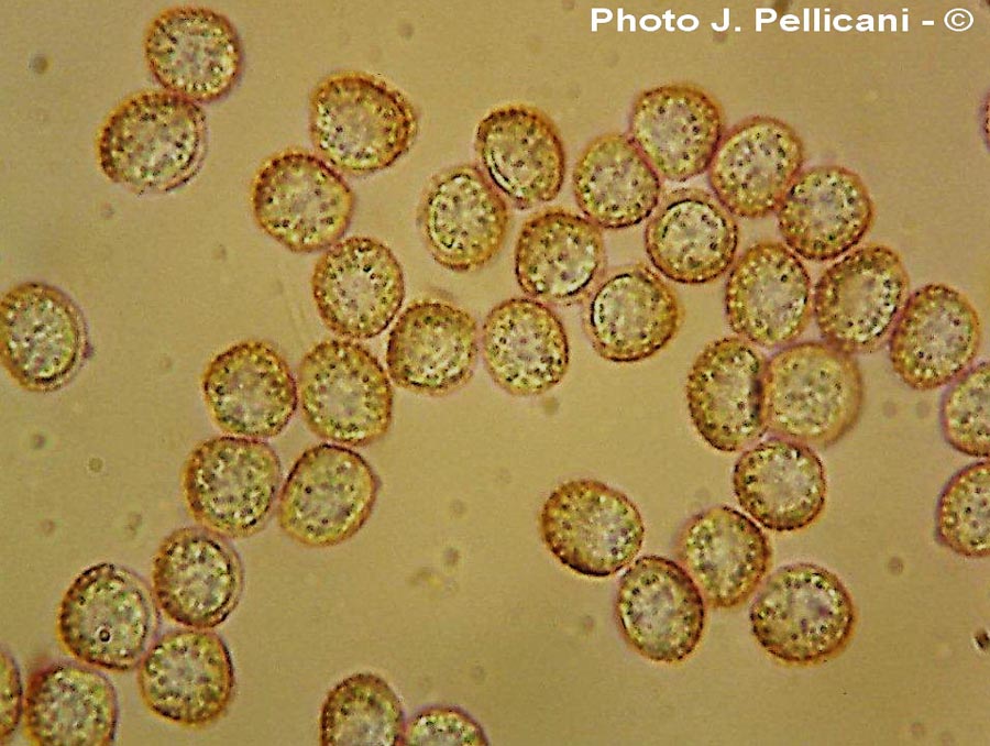 Enteridium lycoperdon