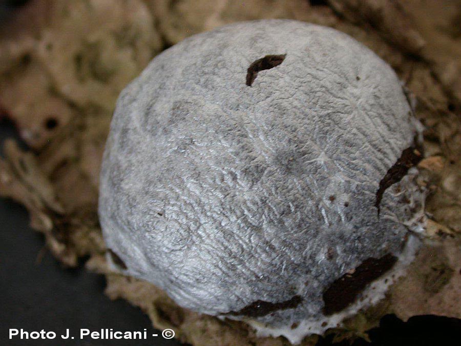 Enteridium lycoperdon