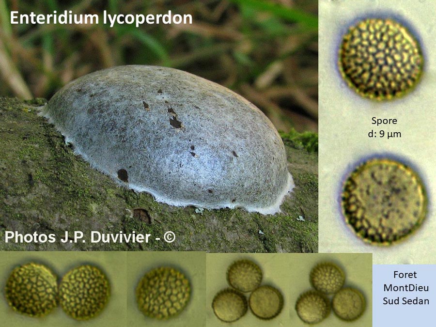 Enteridium lycoperdon (Reticularia lycoperdon)