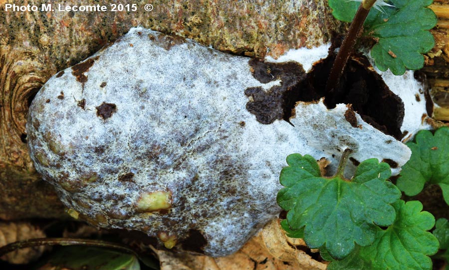 Enteridium lycoperdon