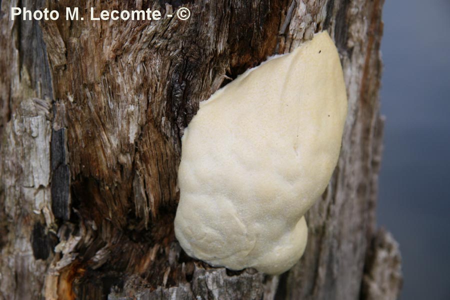 Enteridium lycoperdon (Reticularia lycoperdon)