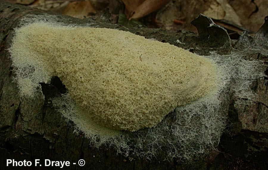 Enteridium lycoperdon (Reticularia lycoperdon)