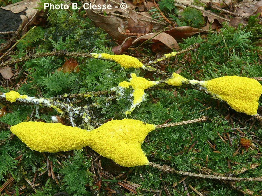 Fuligo septica var. flava