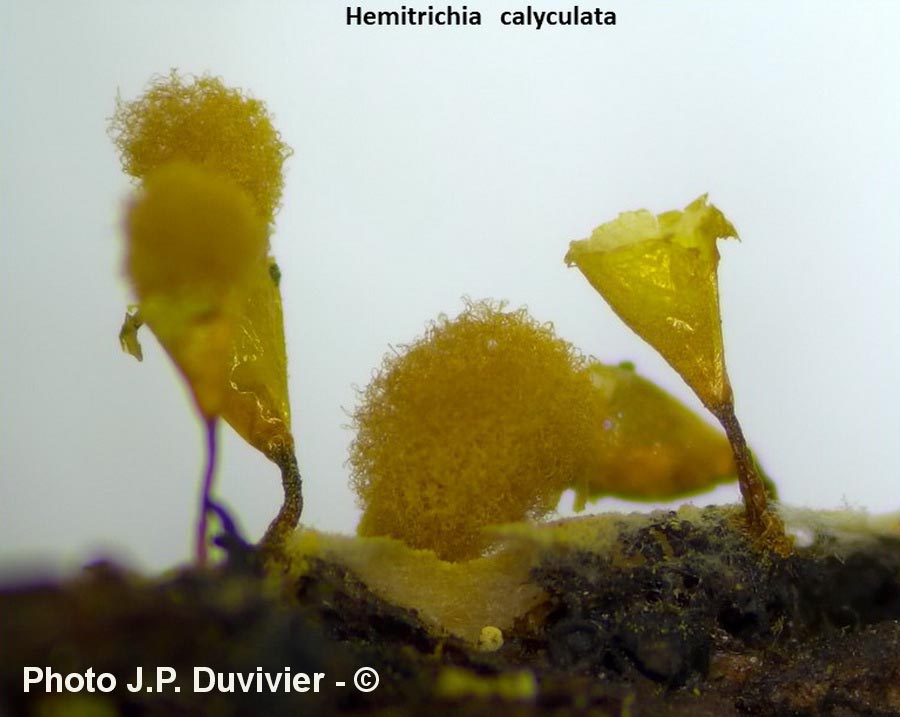 Hemitrichia calyculata