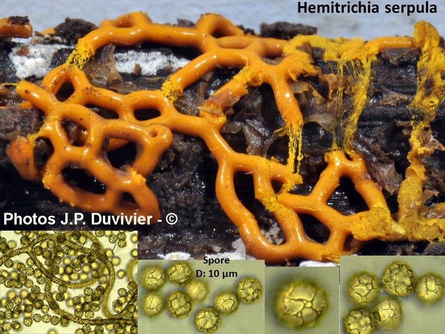 Hemitrichia serpula