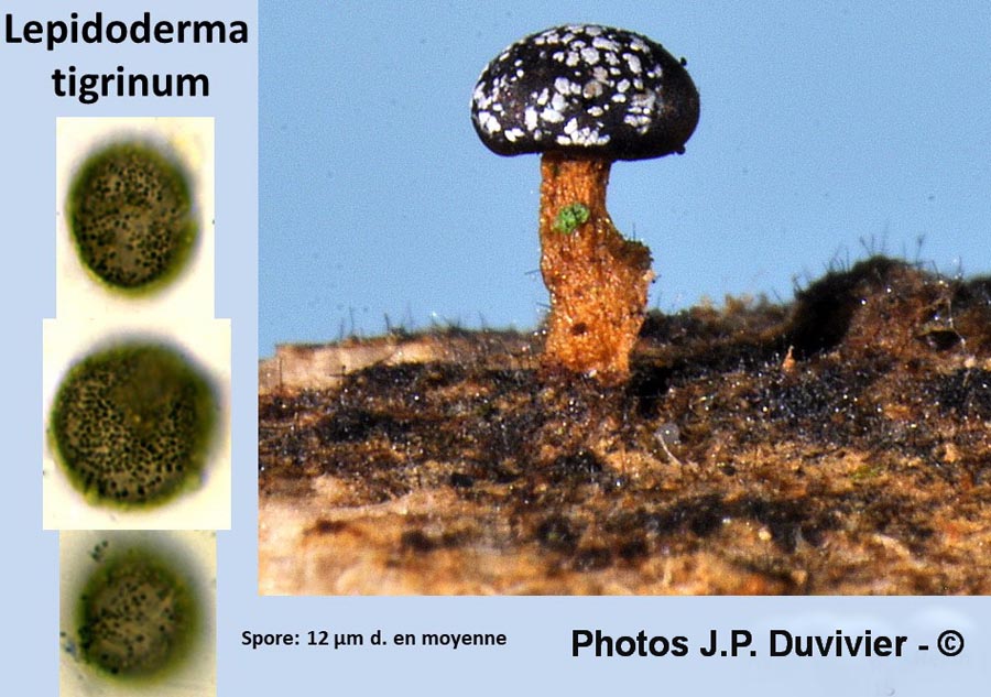 Lepidoderma tigrinum