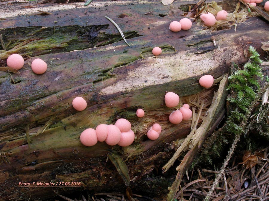 Lycogala epidendrum