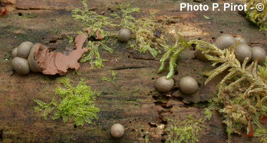 Lycogala epidendron