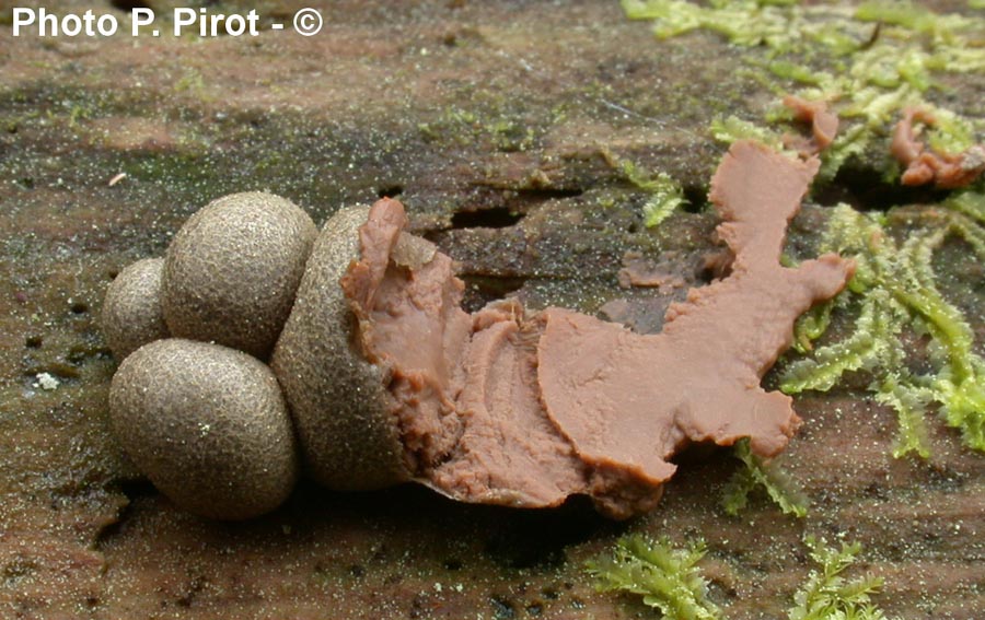 Lycogala epidendron