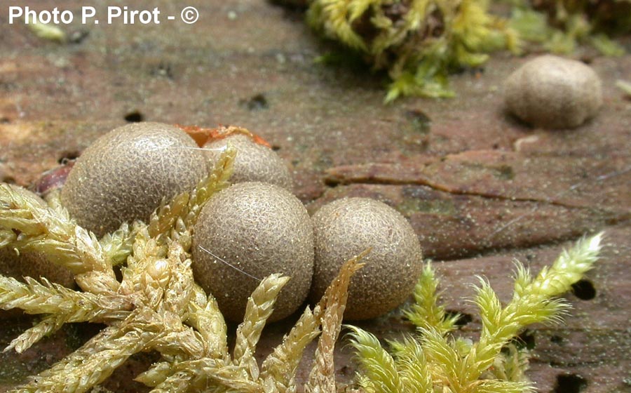 Lycogala epidendron