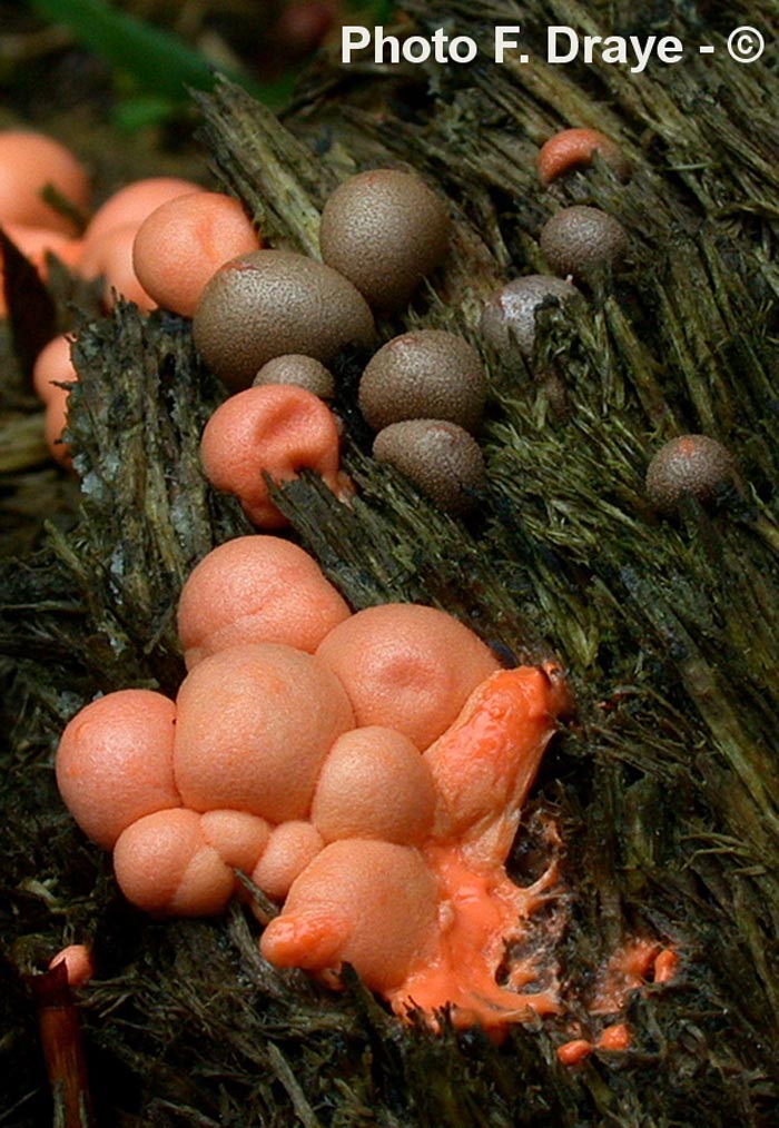 Lycogala epidendrum