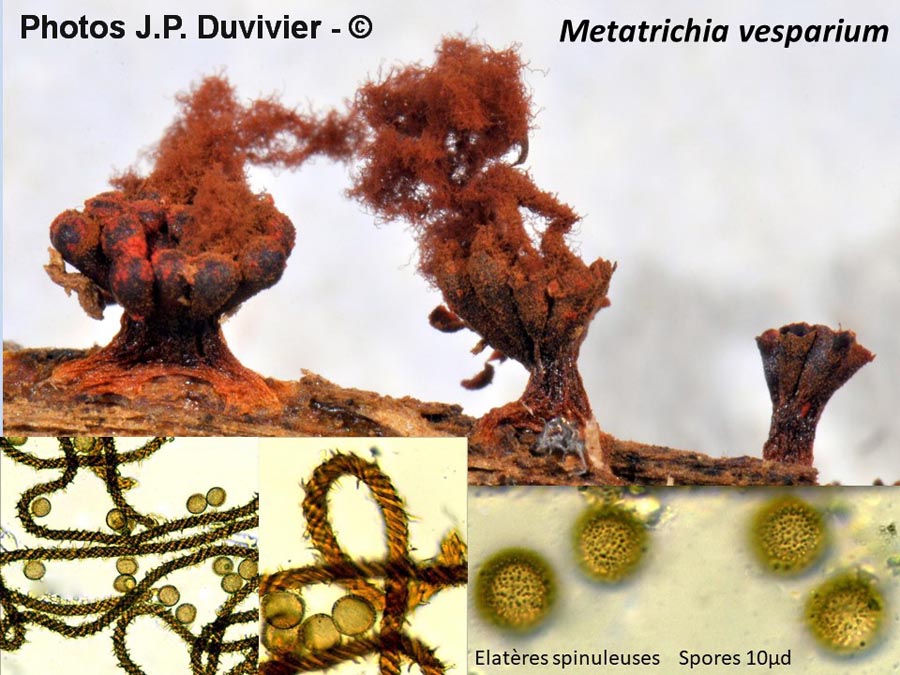 Metatrichia vesparium