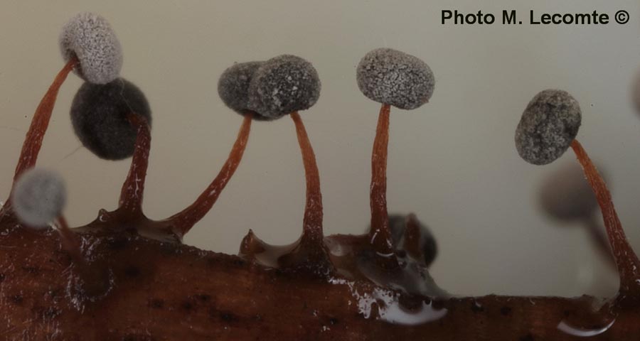 Myxomycetes (M. Lecomte)