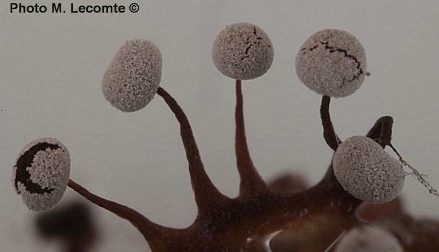 Myxomycetes (M. Lecomte)