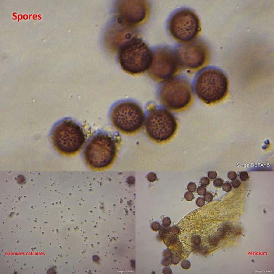 Physarum contextum