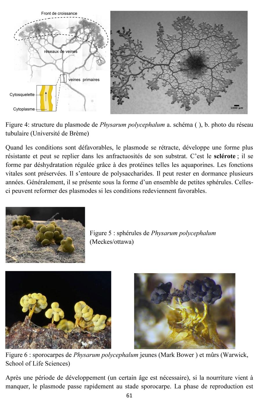 Physarum polycephalum