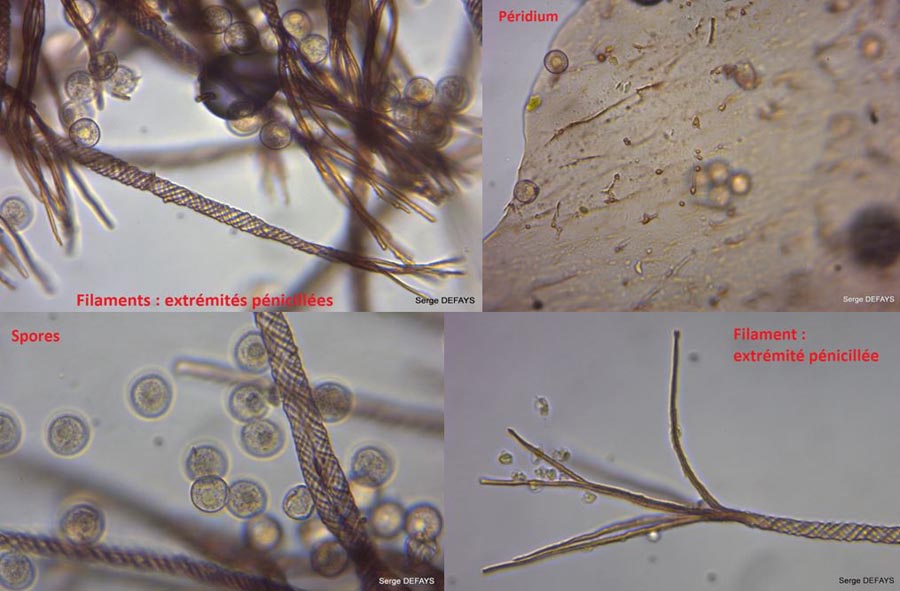 Prototrichia metallica