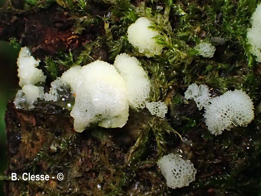 Ceratiomyxa porioides