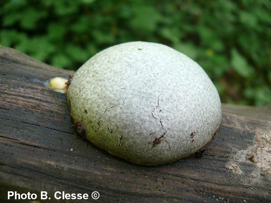 Reticularia lycoperdon