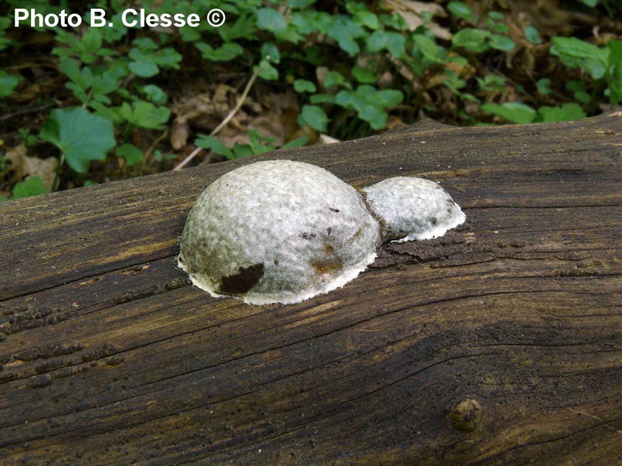 Reticularia lycoperdon