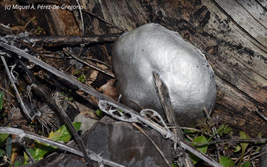 Reticularia lycoperdon