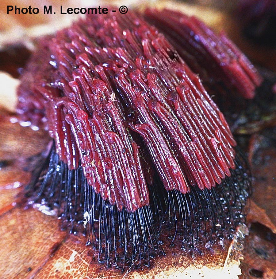 Stemonitis axifera