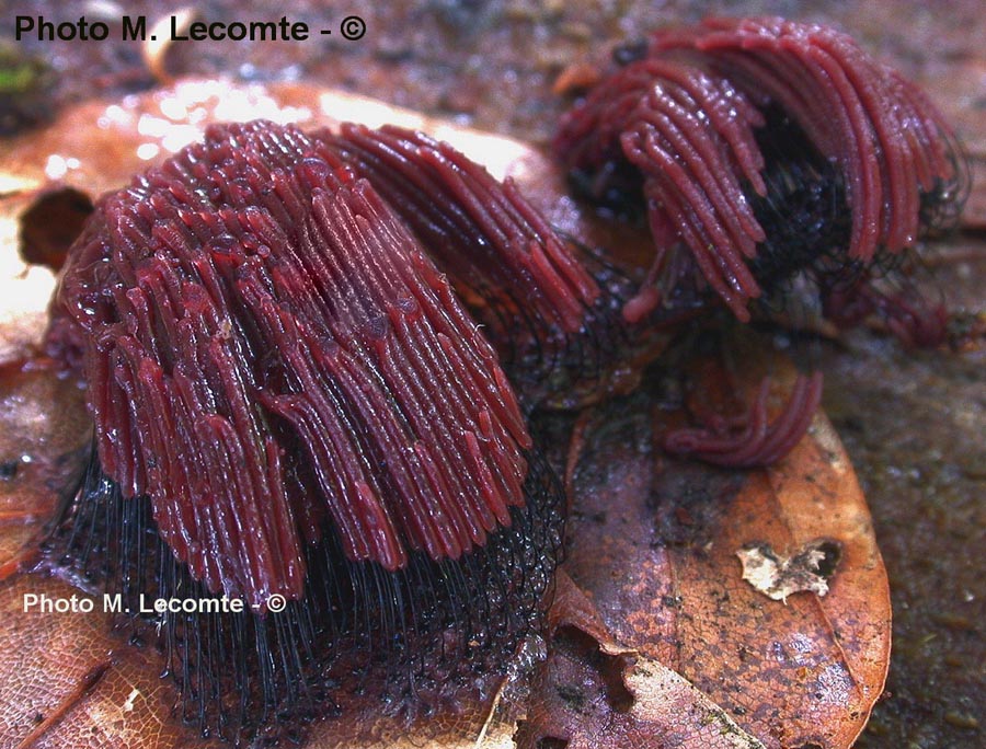 Stemonitis axifera