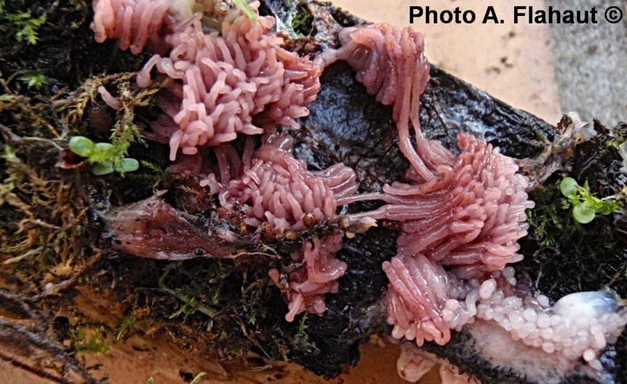 Stemonitis fusca