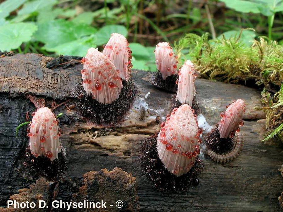 Stemonitis fusca