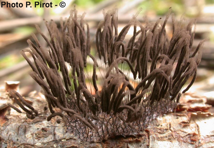 Stemonitis fusca