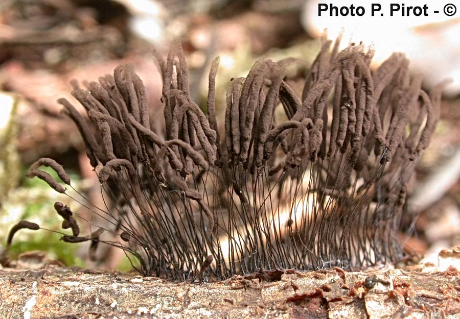 Stemonitis fusca