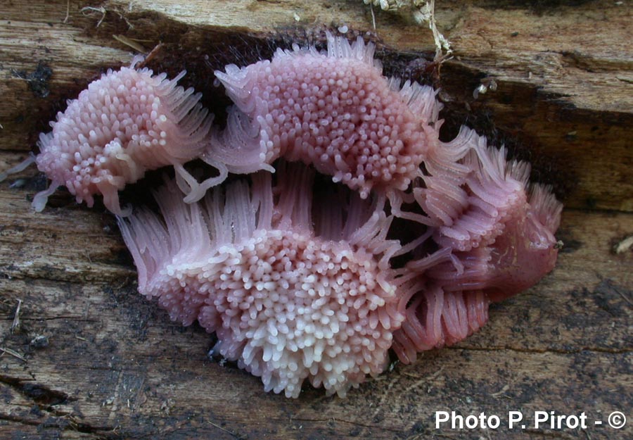 Stemonitis fusca