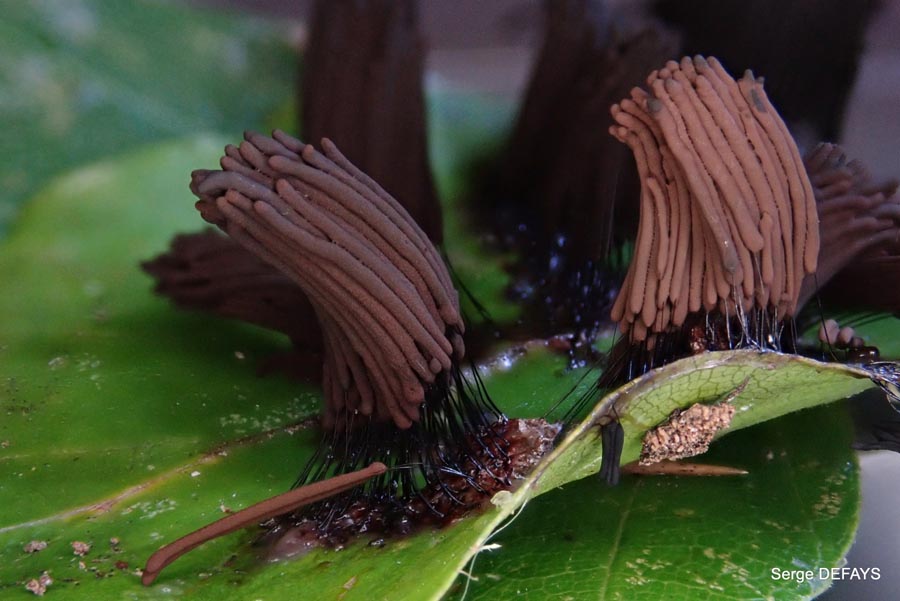 Stemonitis fusca