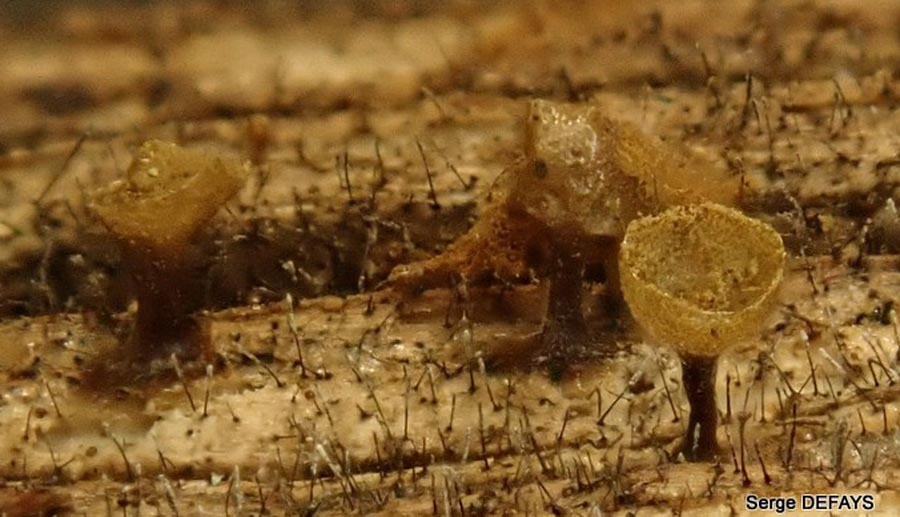 Trichia crateriformis
