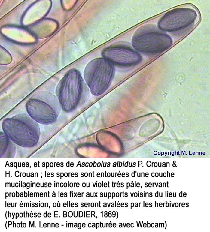 Ascobolus albidus